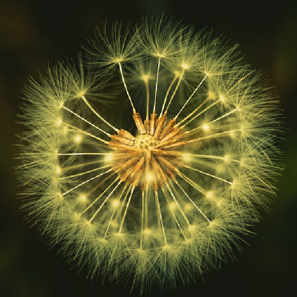 Sensibilité à fleur de peau et thérapies des blessures affectives, des troubles psychologiques